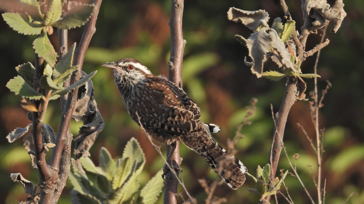 Cactus Wren - ML642017475