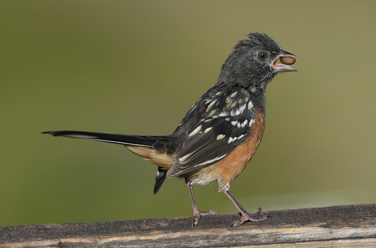 Spotted Towhee - ML642017478
