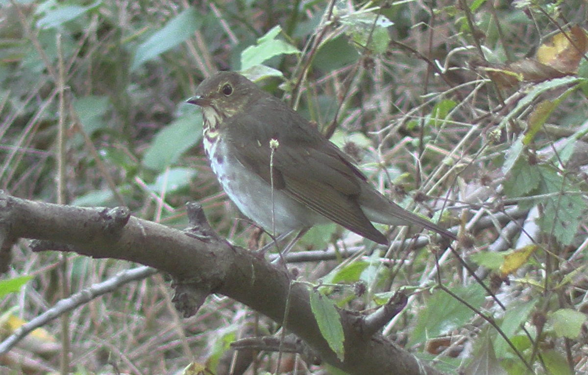 Swainson's Thrush - ML642017479