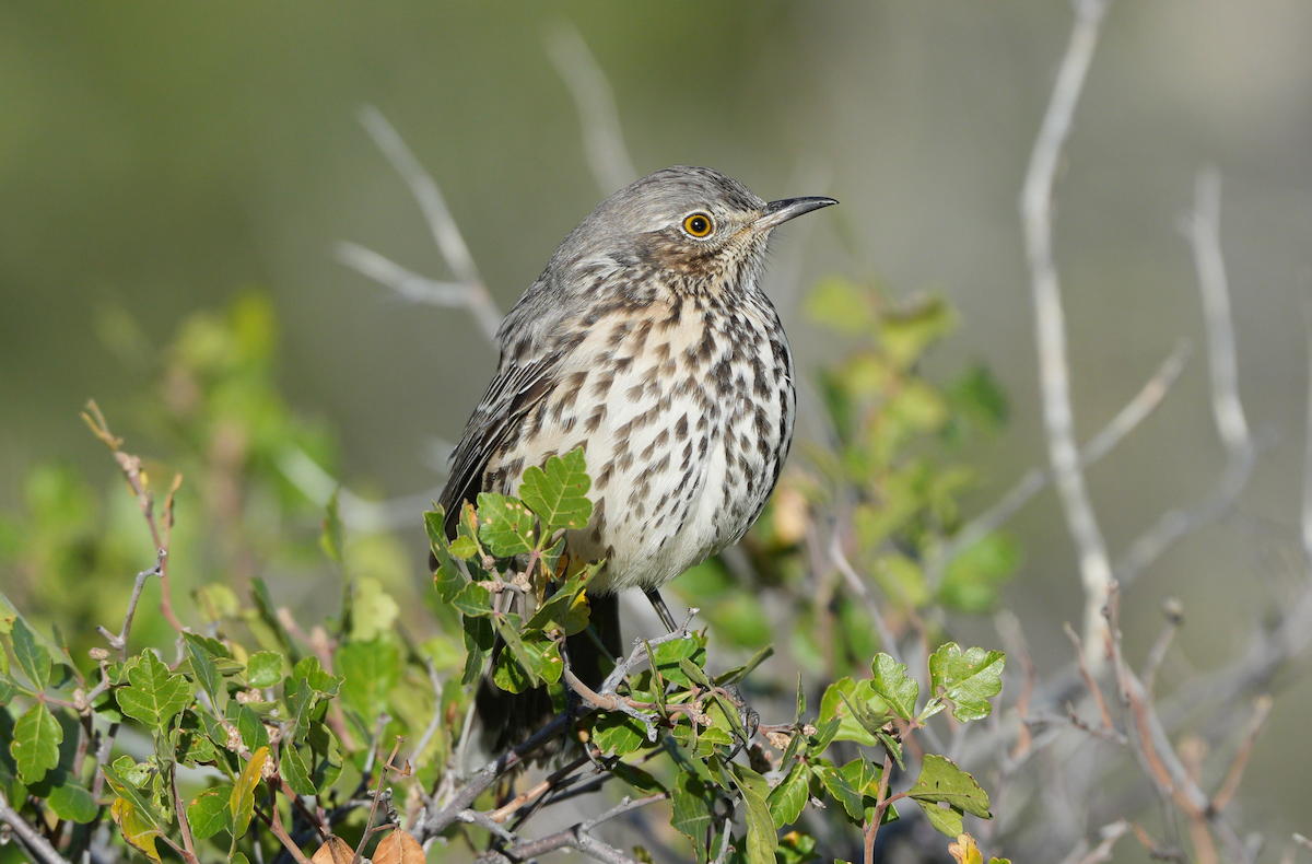 Sage Thrasher - ML642017481