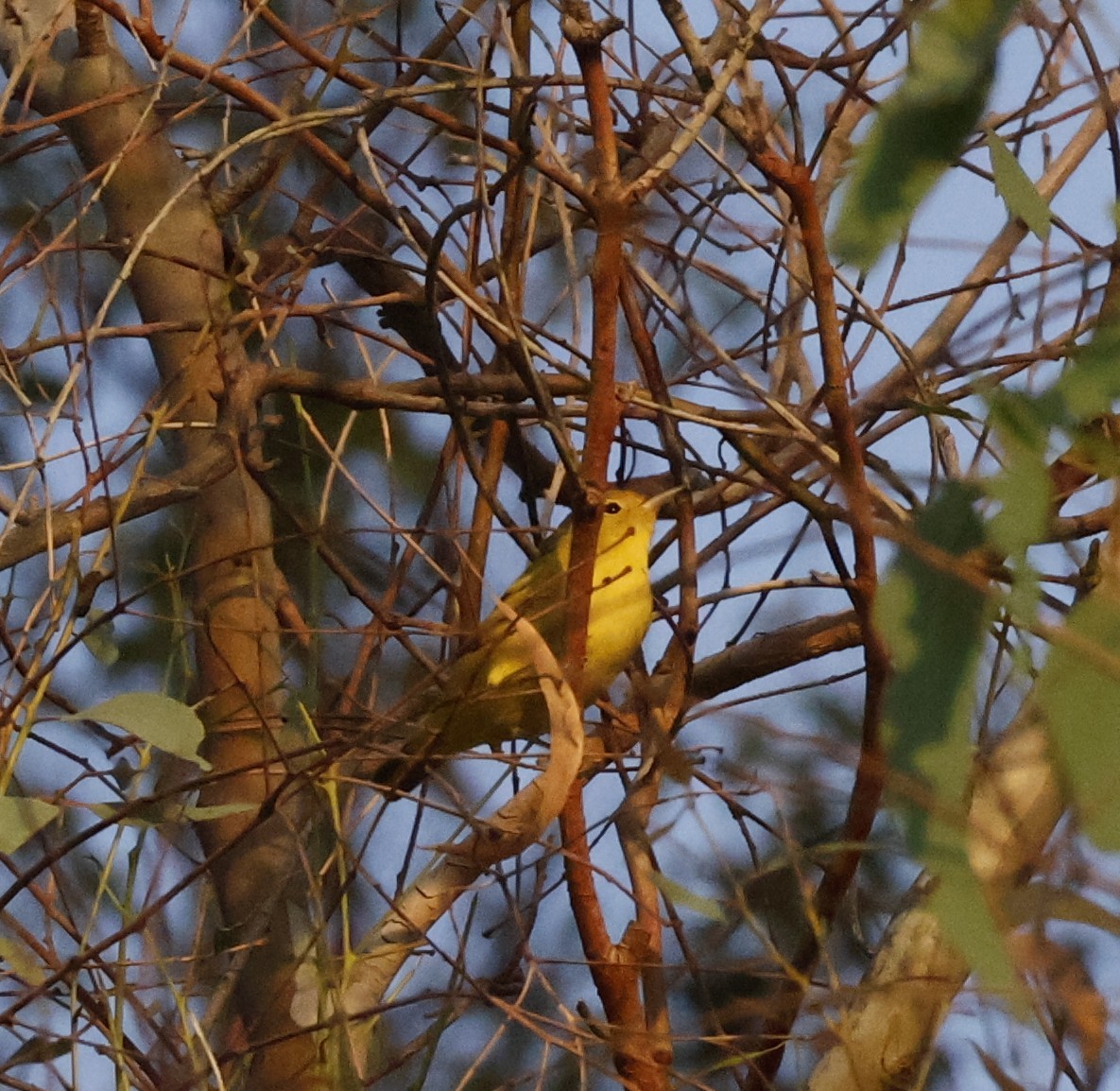 Yellow Warbler - ML642017482