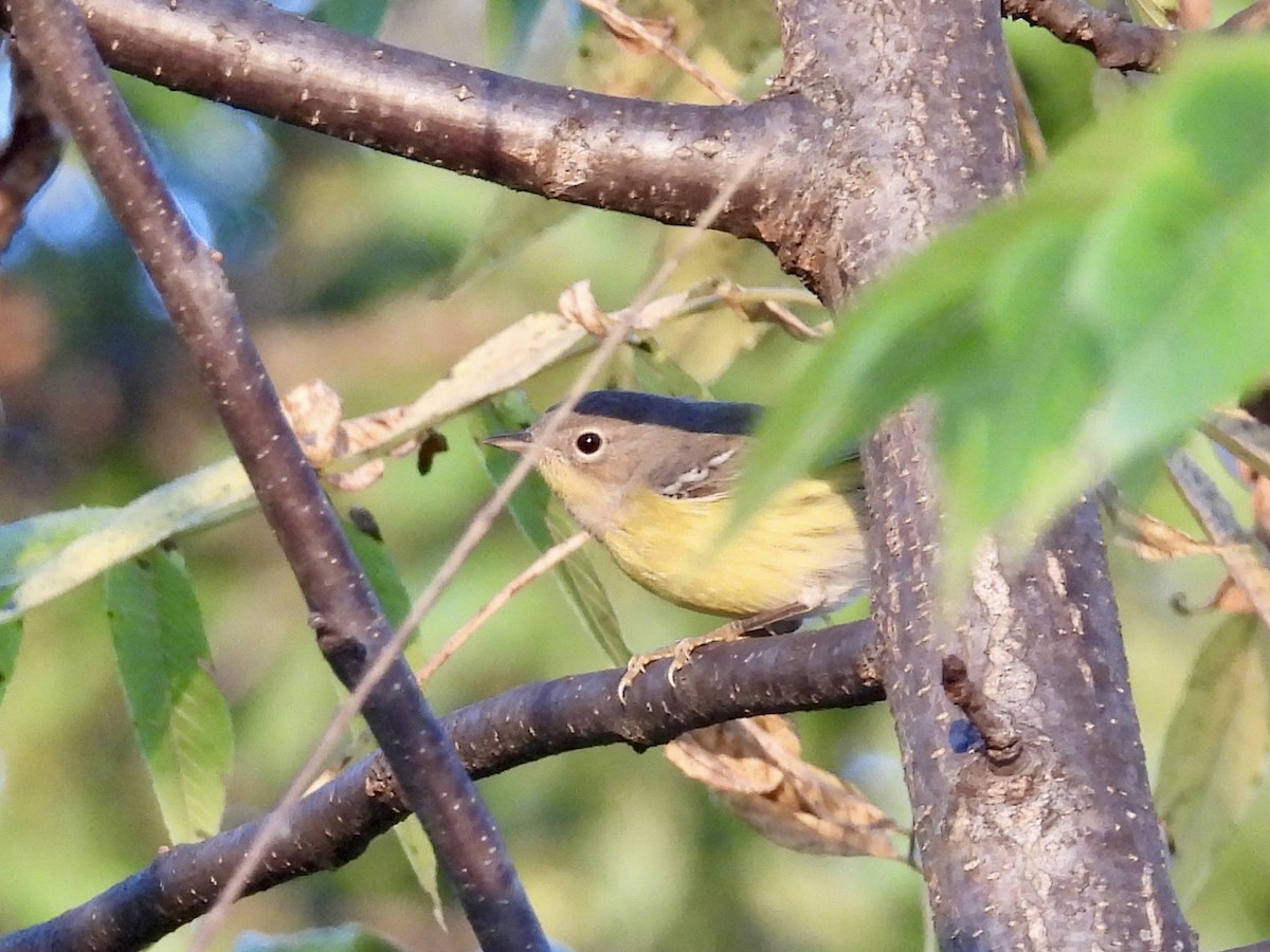 Magnolia Warbler - ML642017483