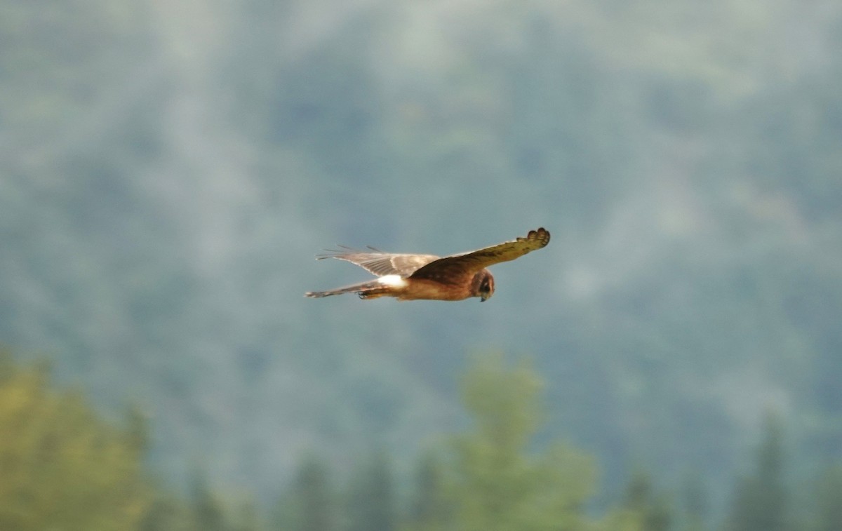 Northern Harrier - ML642017485