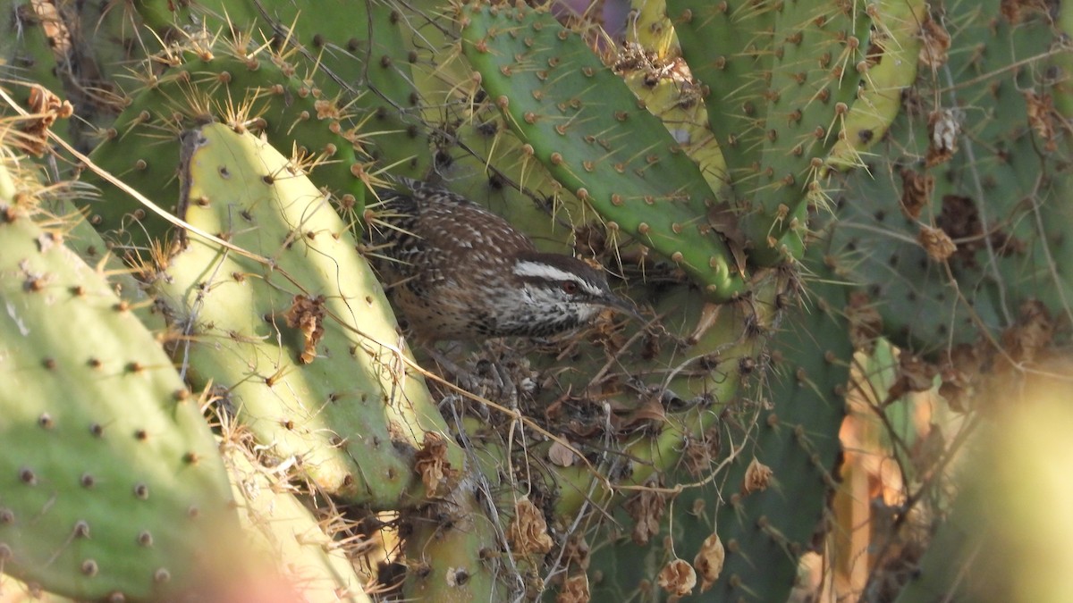 Cactus Wren - ML642017486