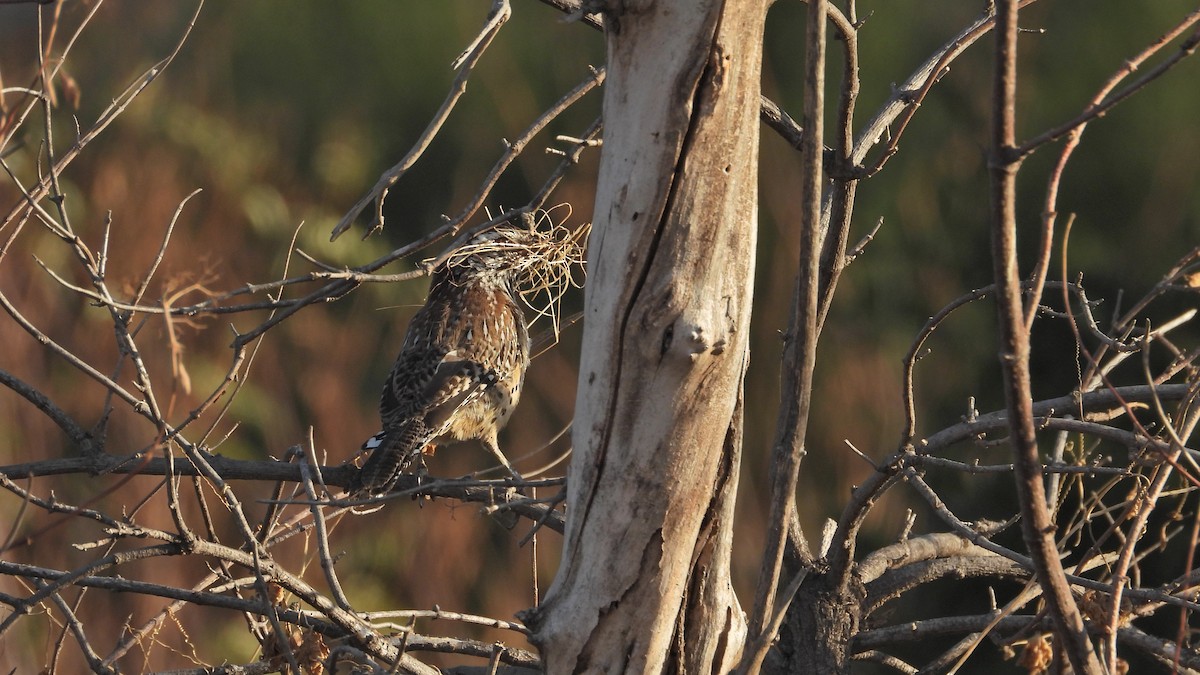 Cactus Wren - ML642017487