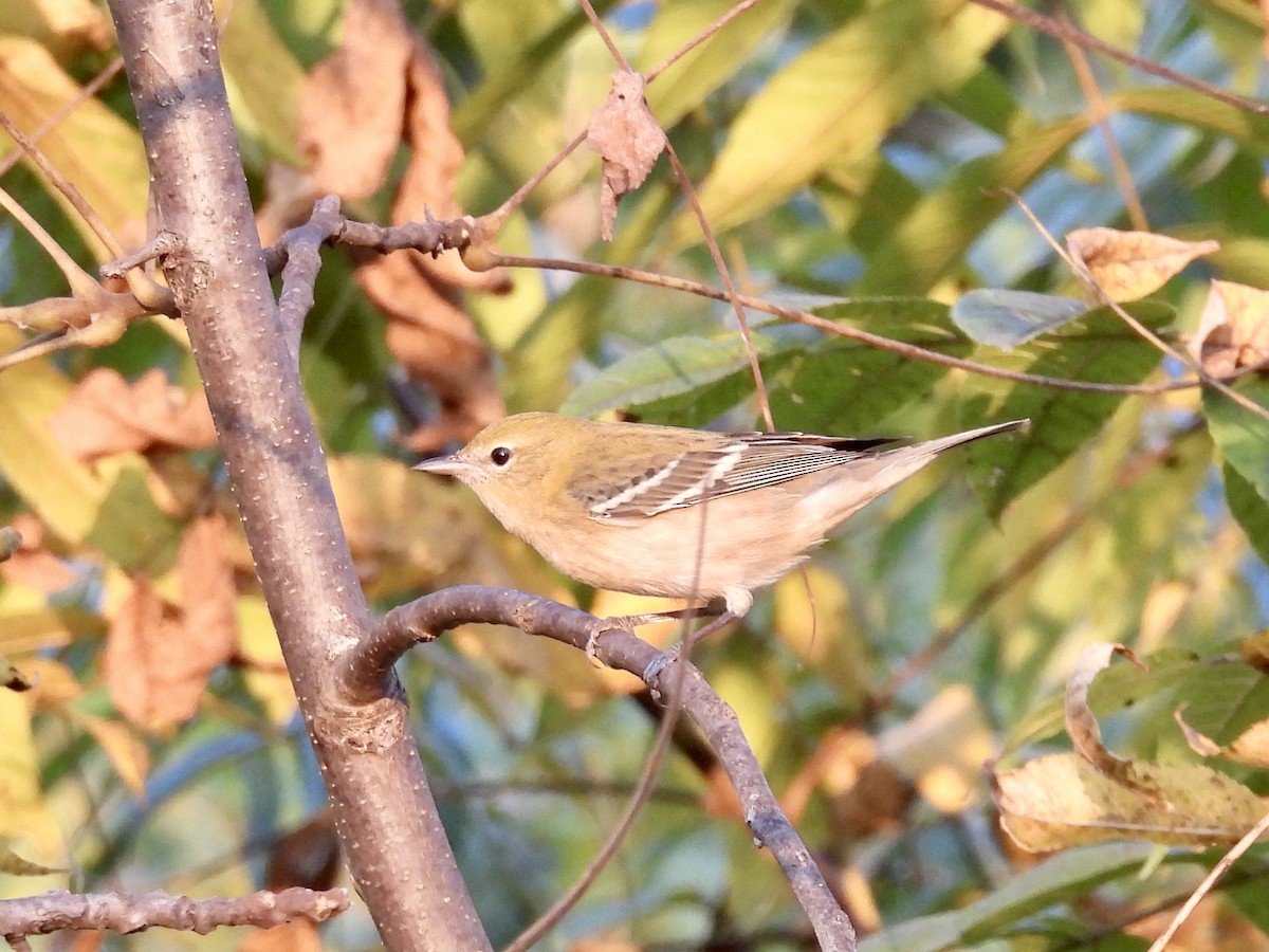 Bay-breasted Warbler - ML642017488
