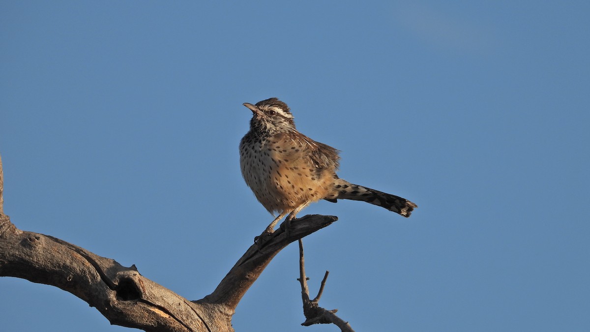 Cactus Wren - ML642017489