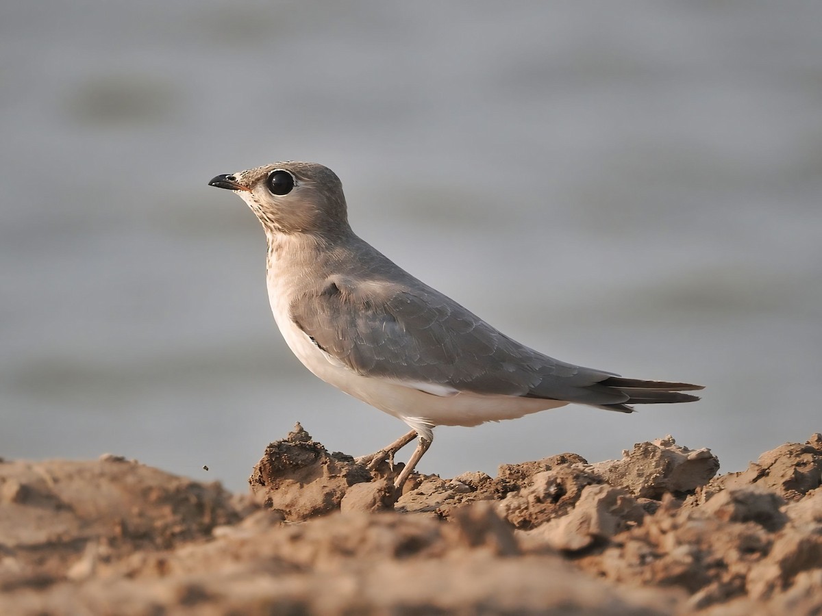 Small Pratincole - ML642017501
