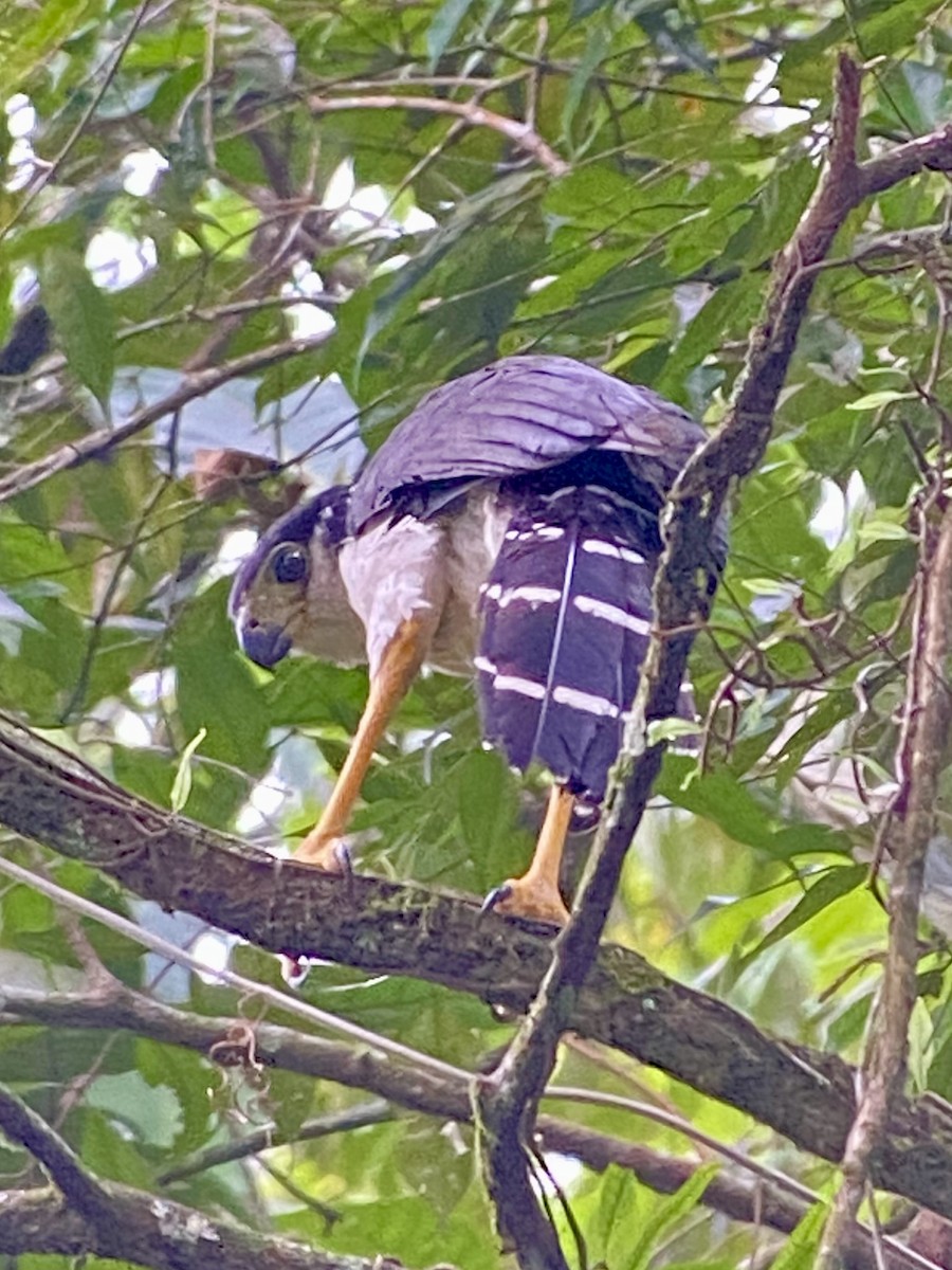 Collared Forest-Falcon - ML642017509