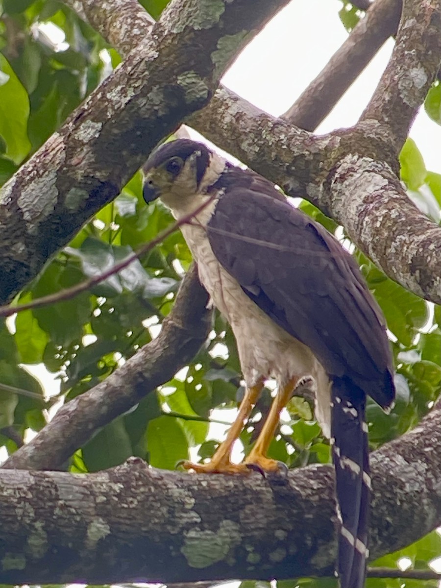 Collared Forest-Falcon - ML642017510