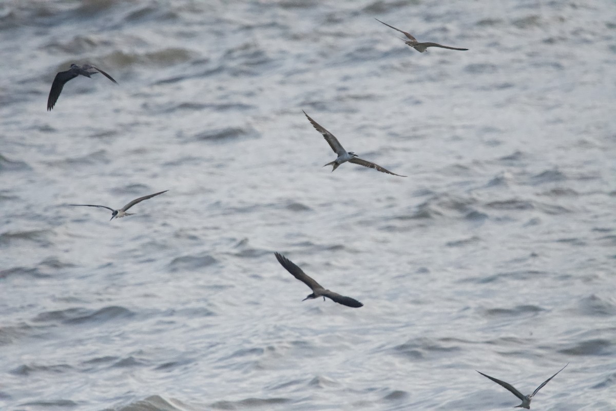 Bridled Tern - ML642017515