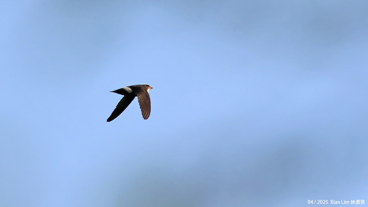 House Swift - ML642017517