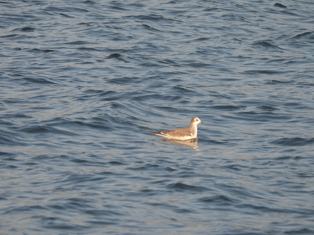 Mouette de Sabine - ML642017528