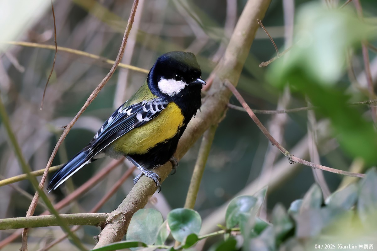 Green-backed Tit - ML642017529
