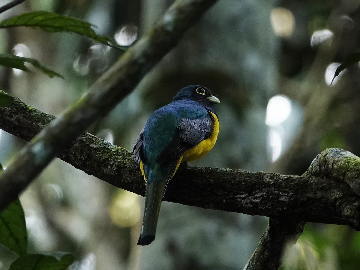 Amazonian Black-throated Trogon - ML642017530