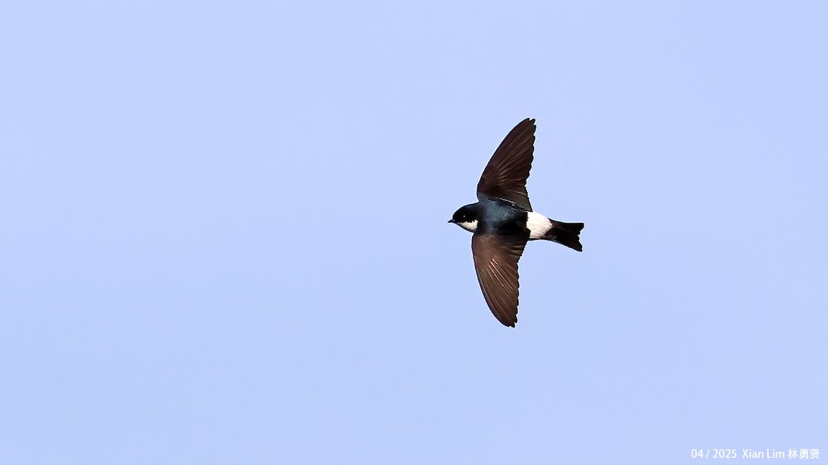 Asian House-Martin - ML642017532