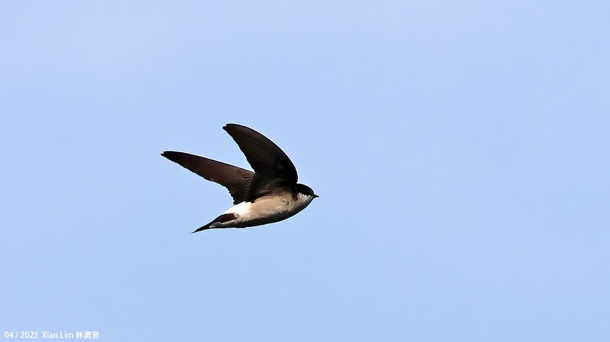 Asian House-Martin - ML642017534