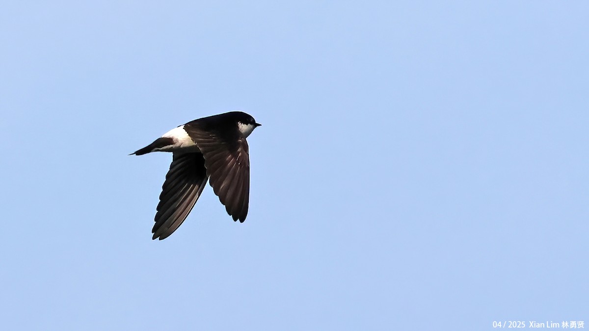 Asian House-Martin - ML642017535