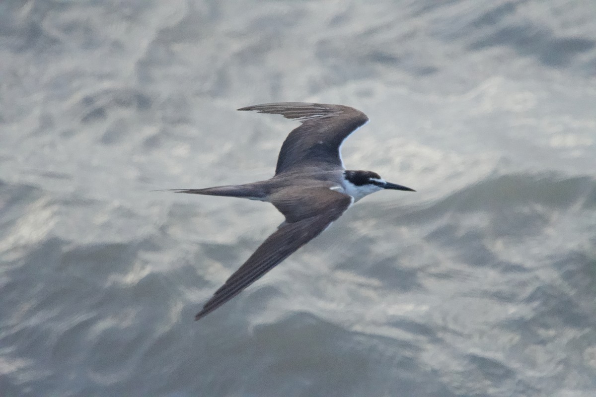 Bridled Tern - ML642017549