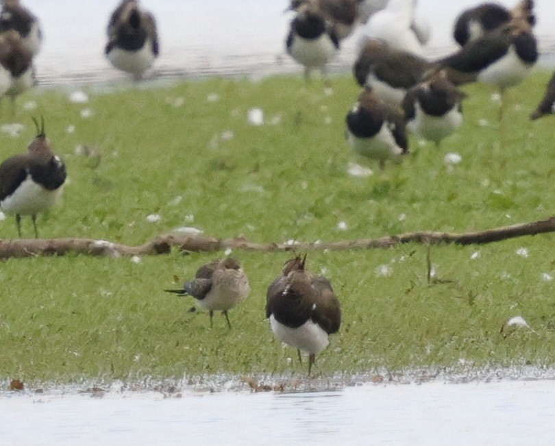 Black-winged Pratincole - ML642017554