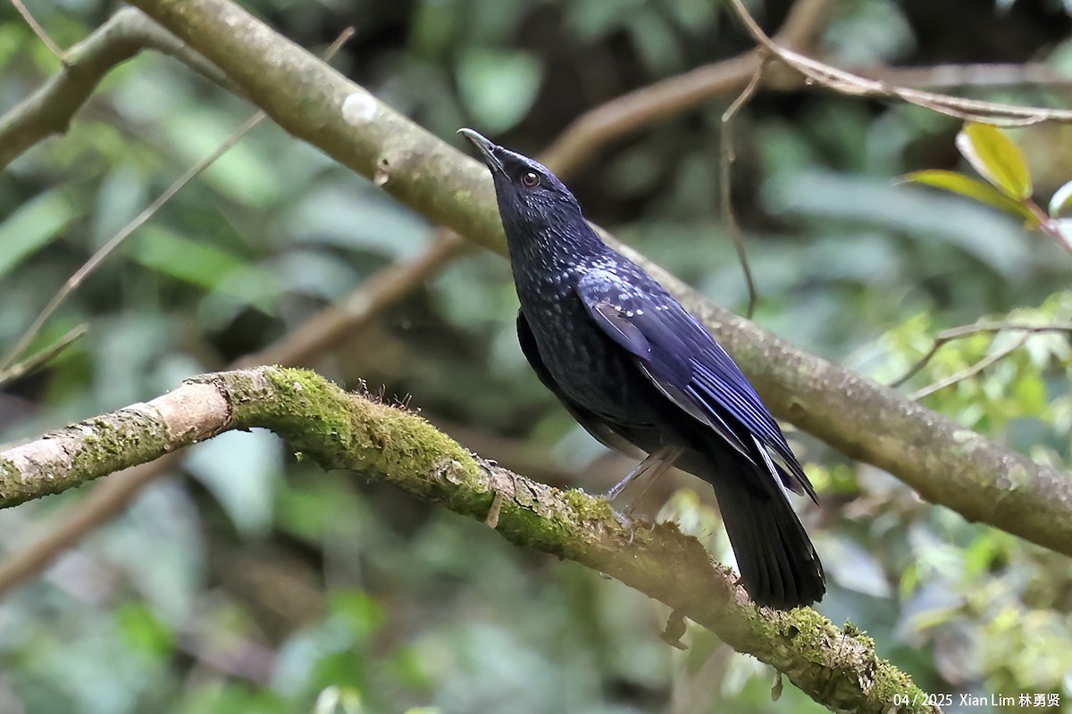 Blue Whistling-Thrush (Black-billed) - ML642017556