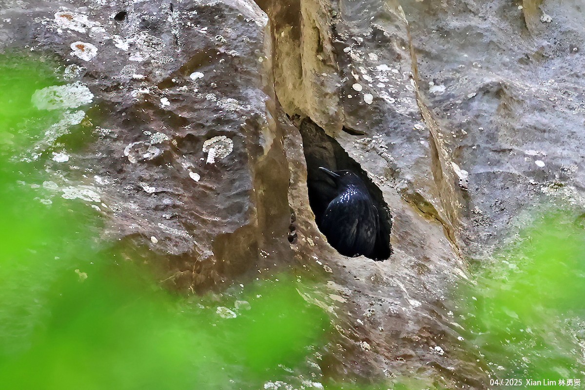 Blue Whistling-Thrush (Black-billed) - ML642017557