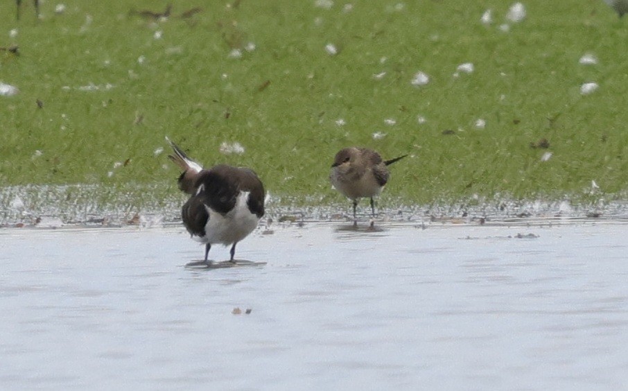 Black-winged Pratincole - ML642017558
