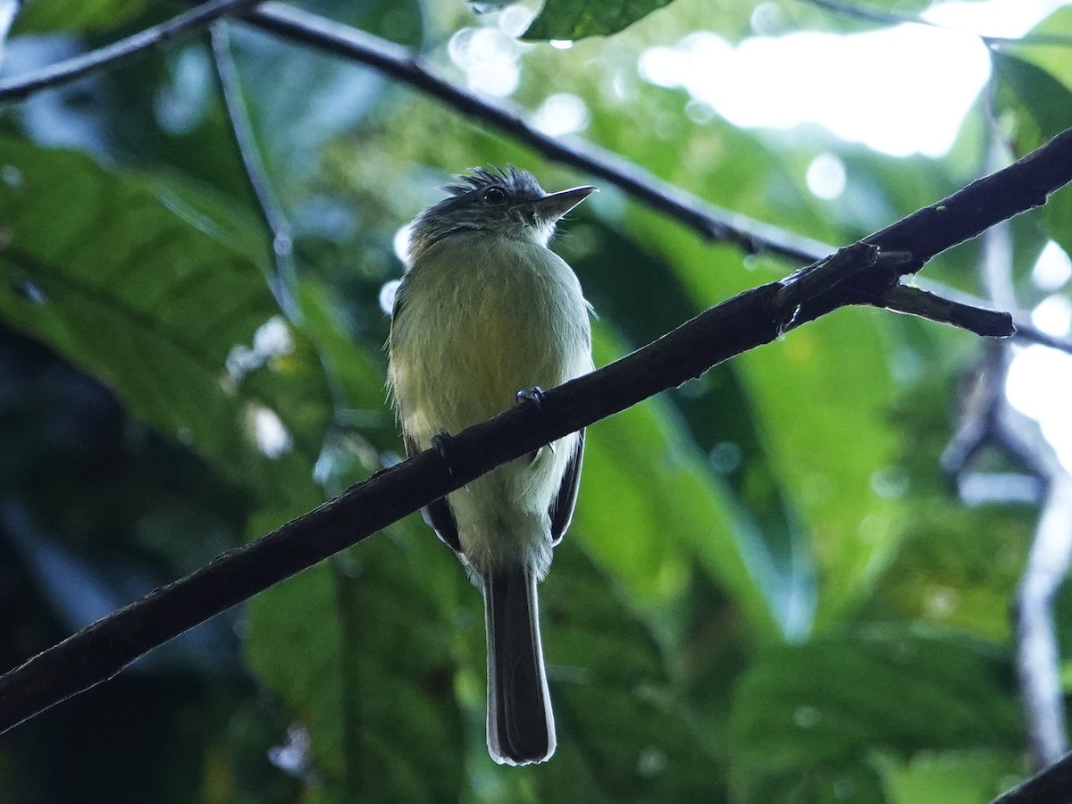Yellow-margined Flatbill - ML642017559