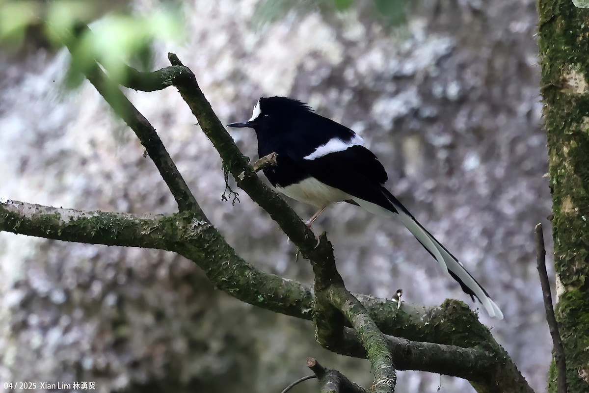 White-crowned Forktail - ML642017561