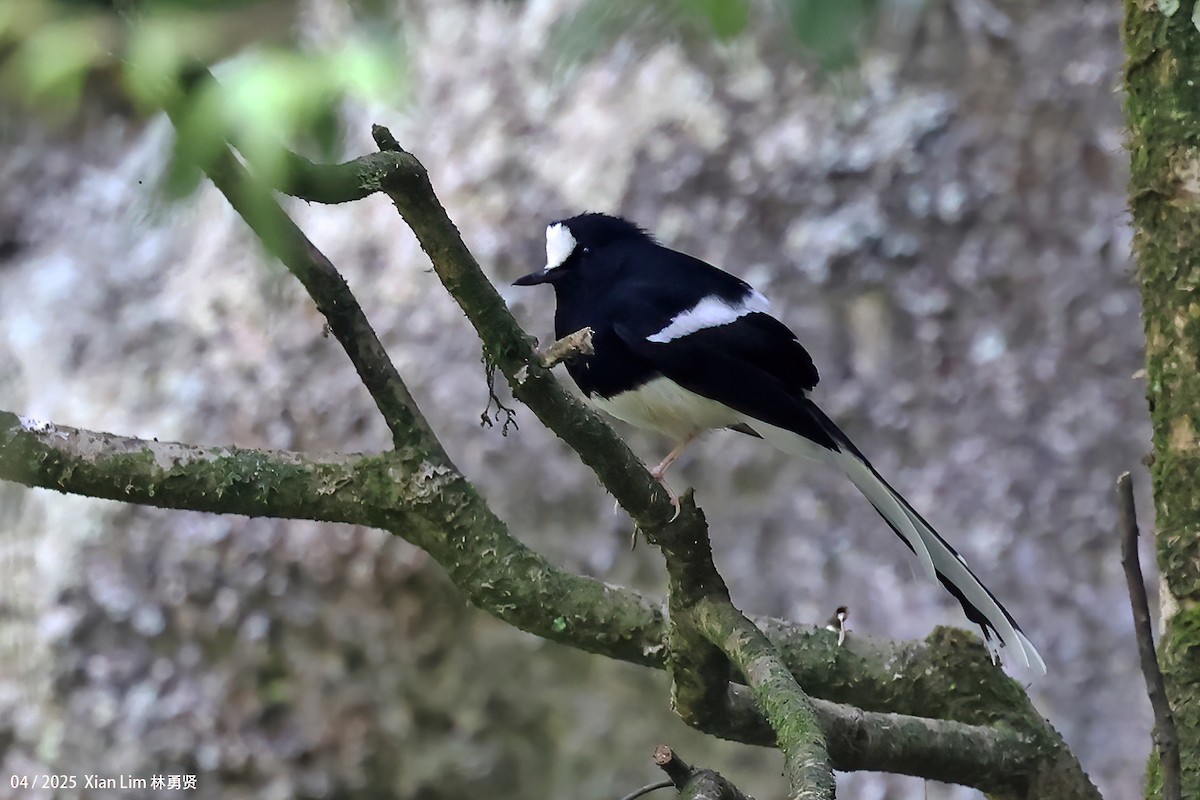 White-crowned Forktail - ML642017562