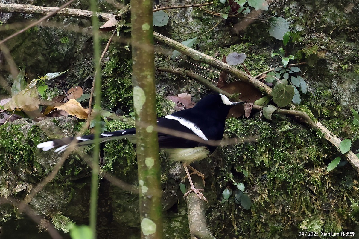 White-crowned Forktail - ML642017563