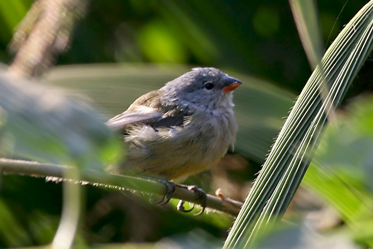 Yellow-bellied Waxbill - ML642017566