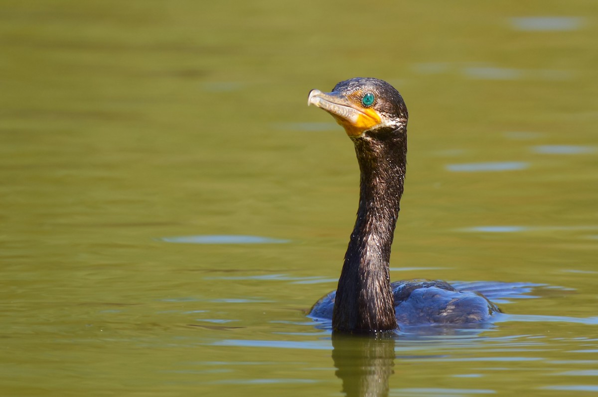 Cormoran vigua - ML642017573