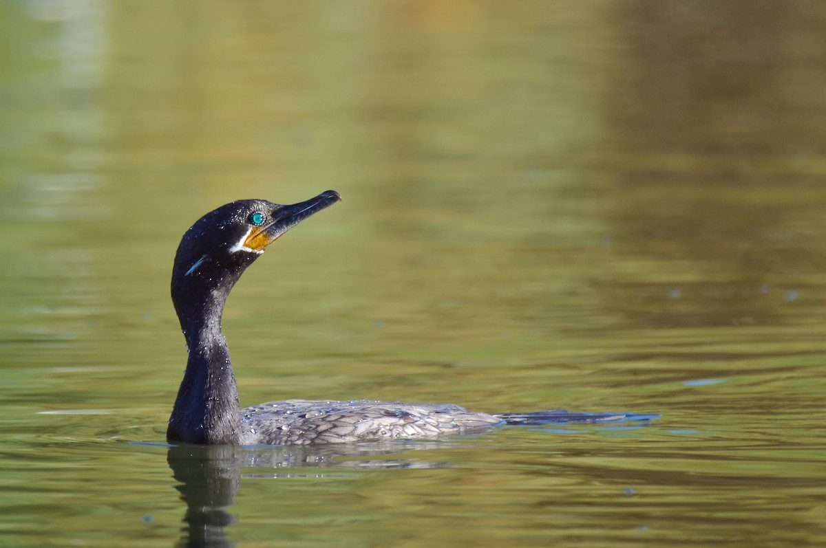 Cormoran vigua - ML642017574