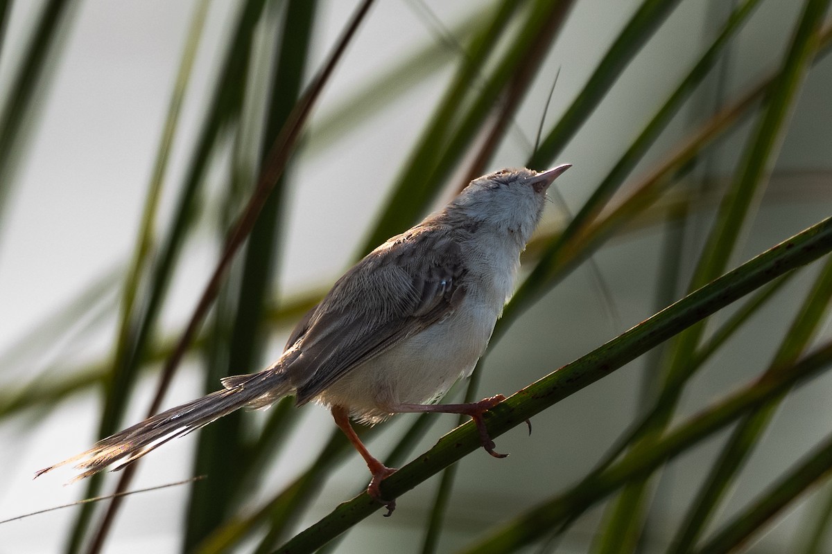 Delicate Prinia - ML642017581
