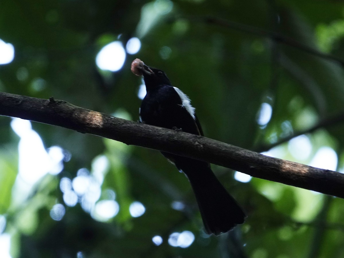 Fulvous-crested Tanager - ML642017582