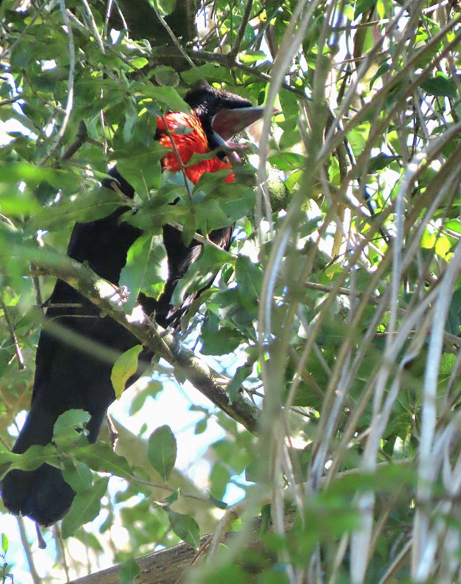 Red-ruffed Fruitcrow - ML642017586