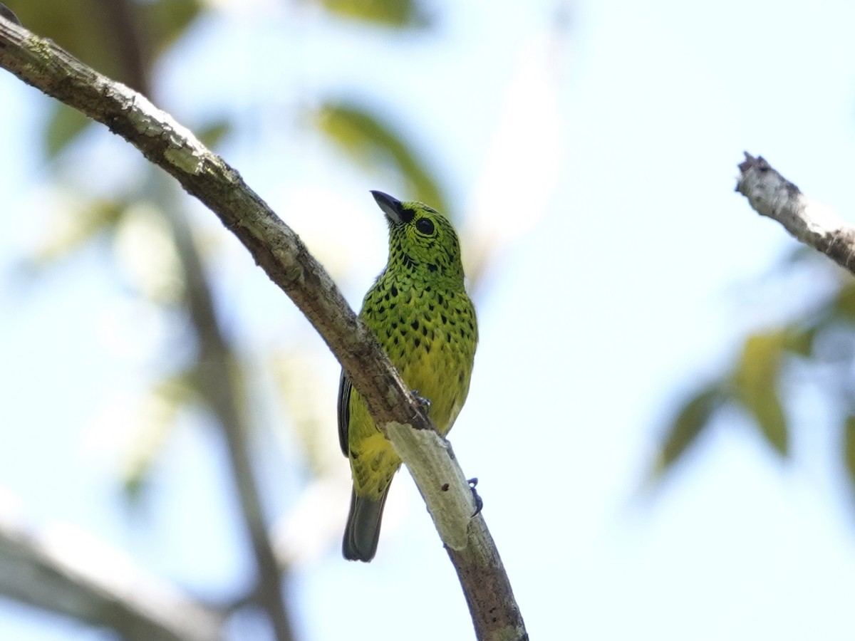 Yellow-bellied Tanager - ML642017589