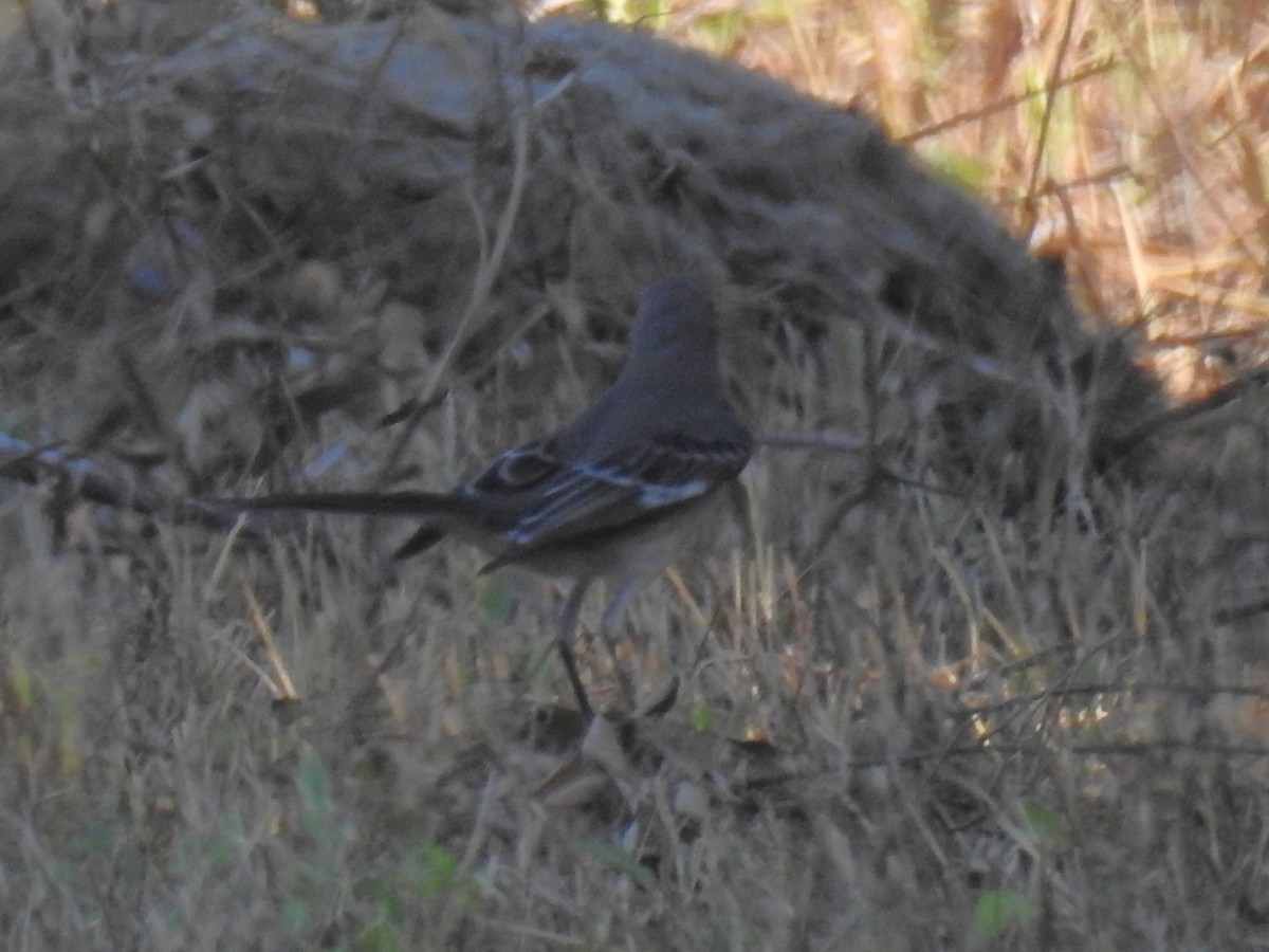 Northern Mockingbird - ML642017597