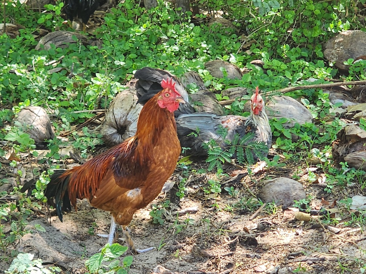 Red Junglefowl - ML642017601