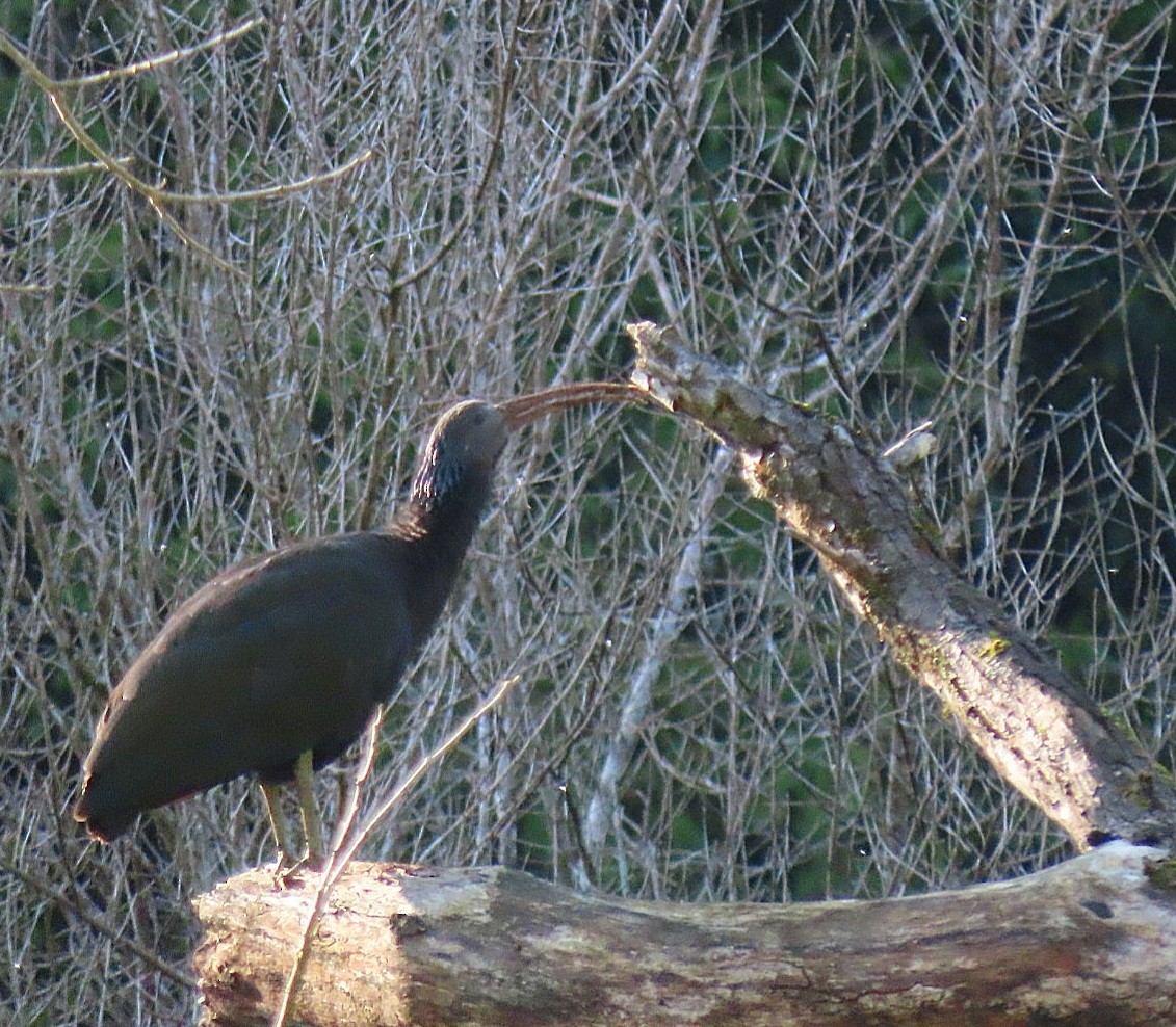Green Ibis - ML642017603