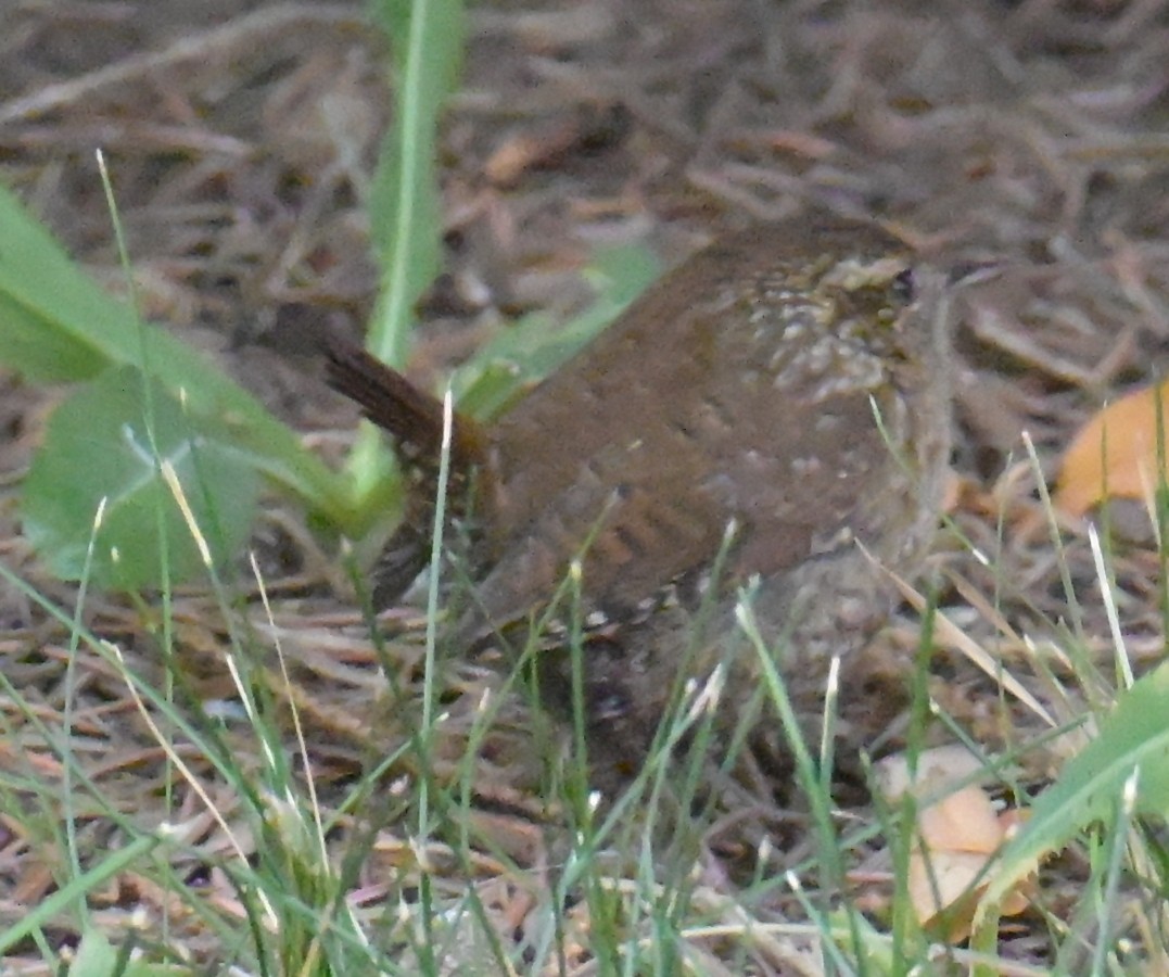 Winter Wren - ML642017605
