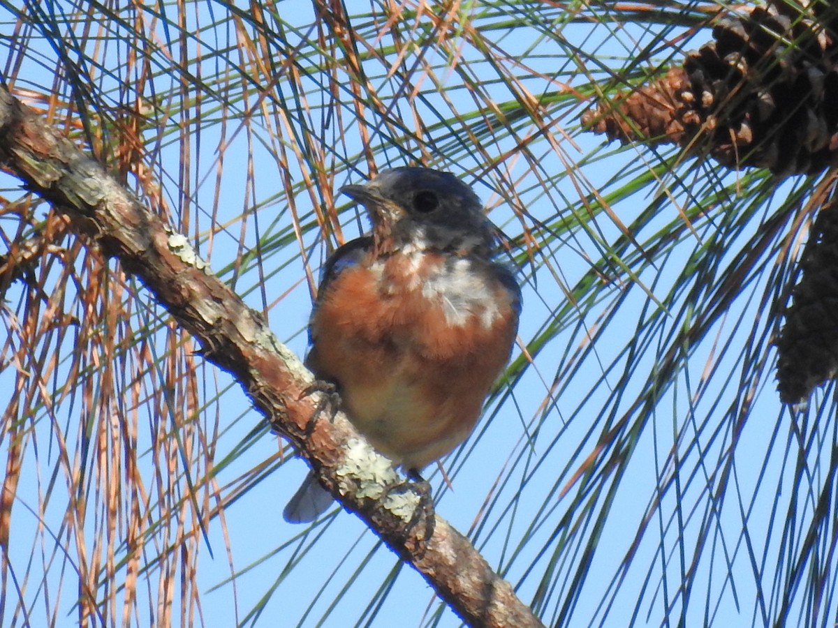 Eastern Bluebird - ML642017607