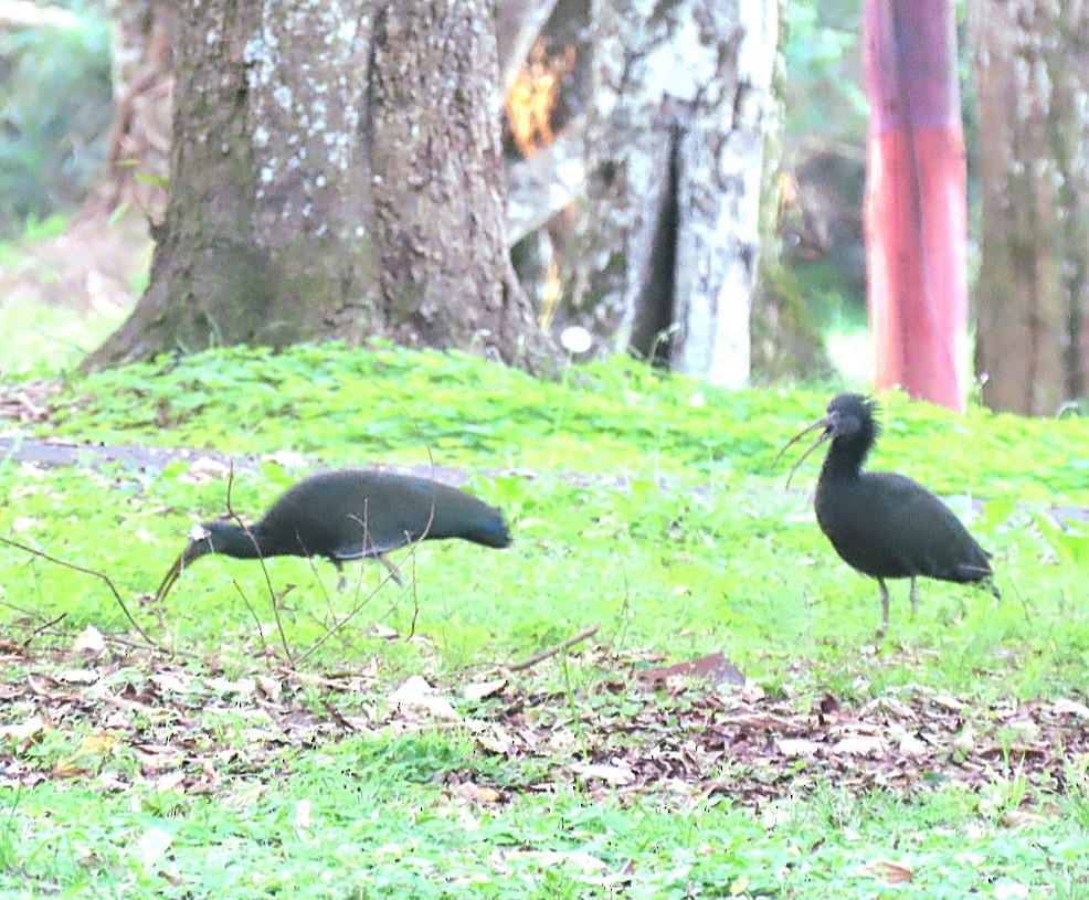 Green Ibis - ML642017608