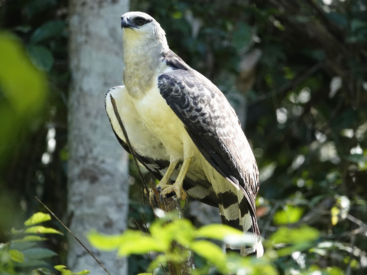 Crested Eagle - ML642017623