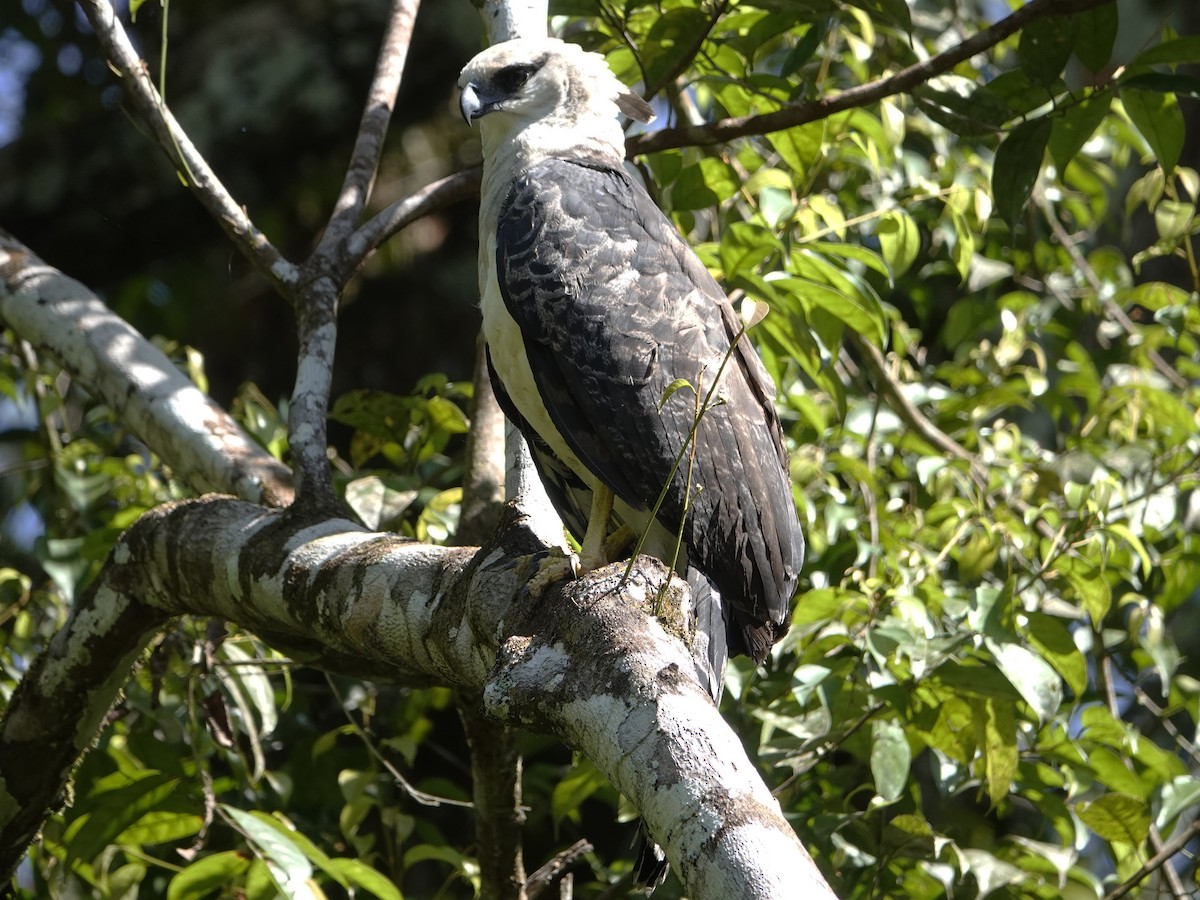 Crested Eagle - ML642017625