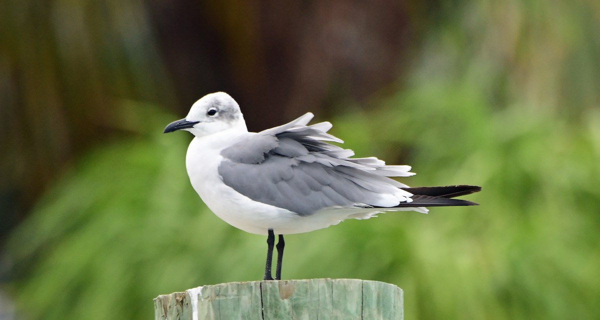 Gaviota Guanaguanare - ML642017630