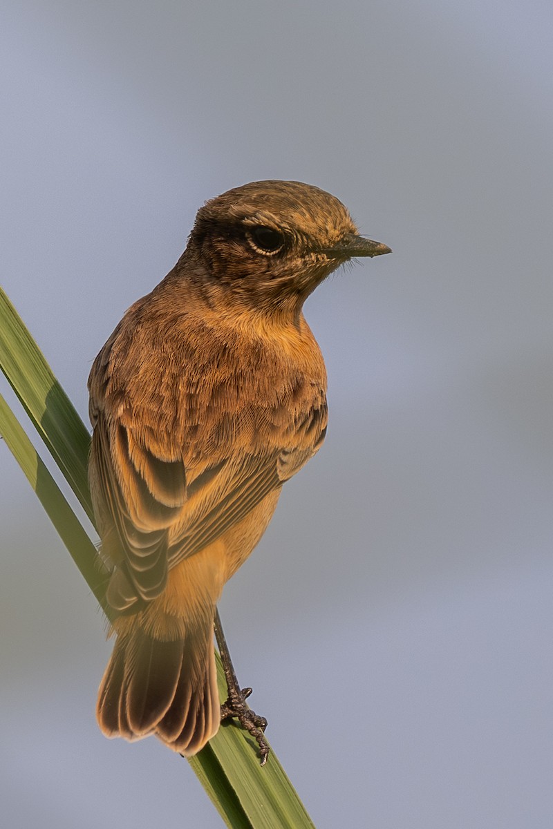 Tarabilla Siberiana - ML642017643