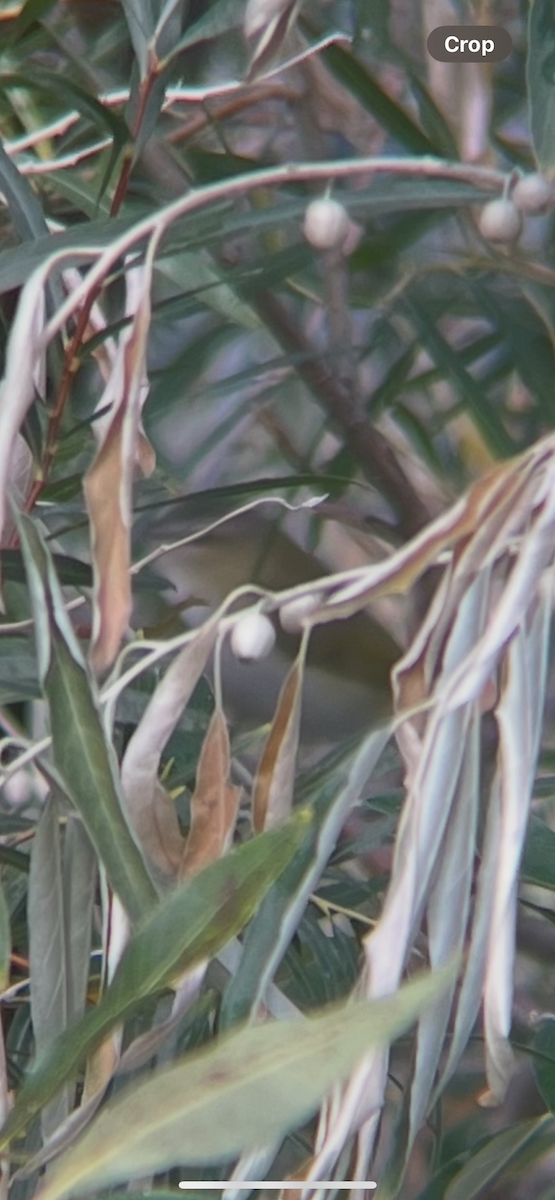 Red-eyed Vireo - ML642017645