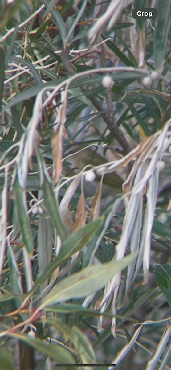 Red-eyed Vireo - ML642017646